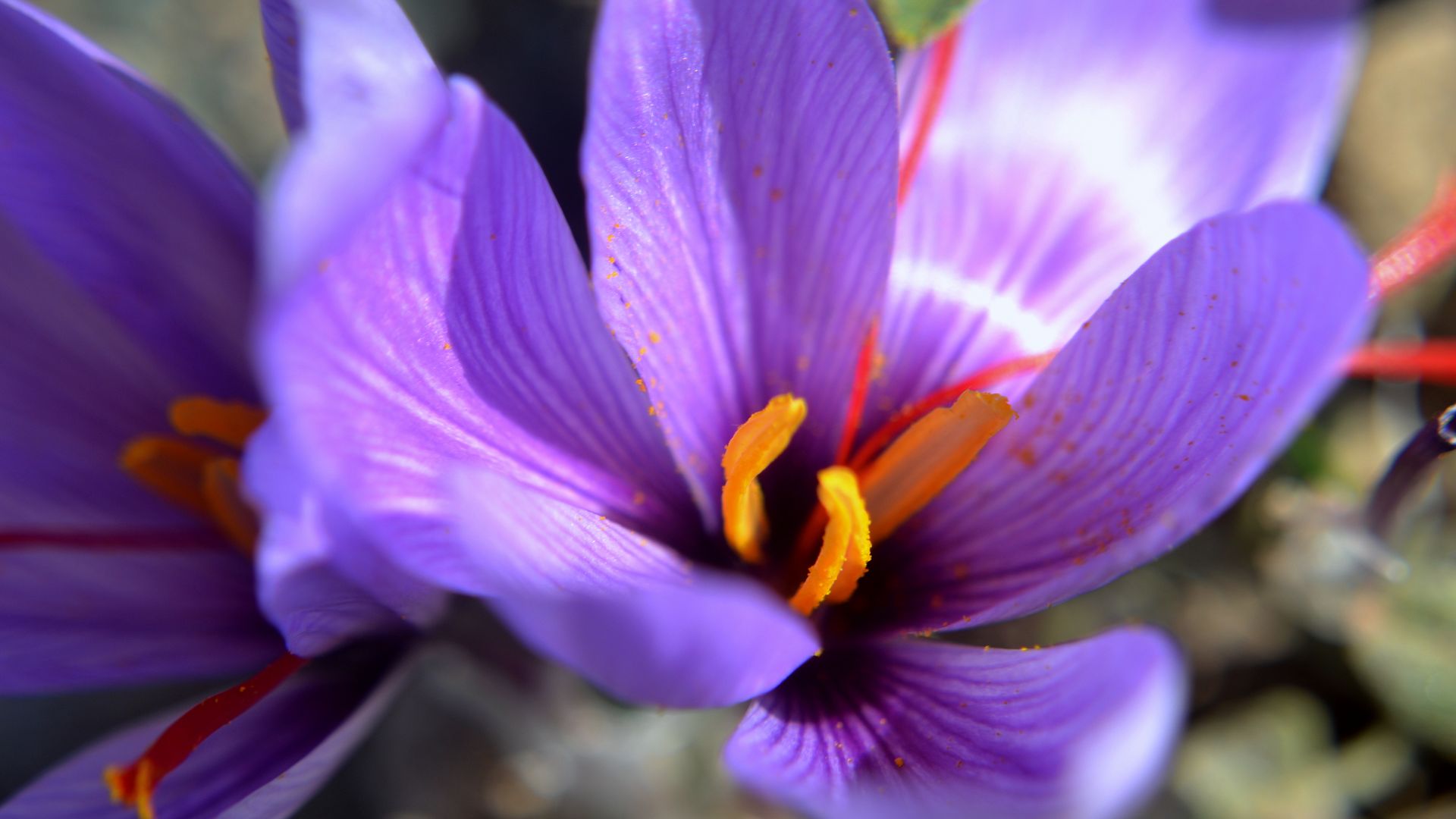 Flor de safrà- Àngela Llop